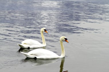 Kuğu elegance