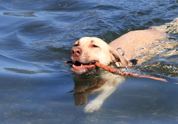Cão & águas — Fotografia de Stock