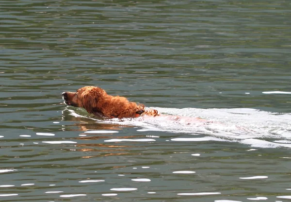 Pies idealna wody — Zdjęcie stockowe