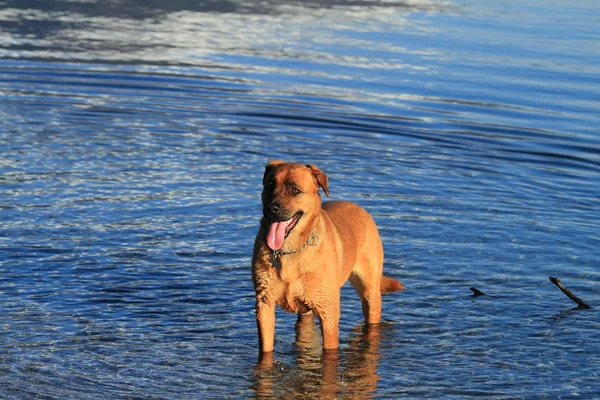 Köpek ve suları — Stok fotoğraf