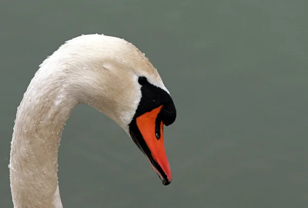 Swan elegance — Stock Photo, Image