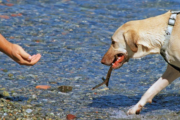 Собака послушная — стоковое фото
