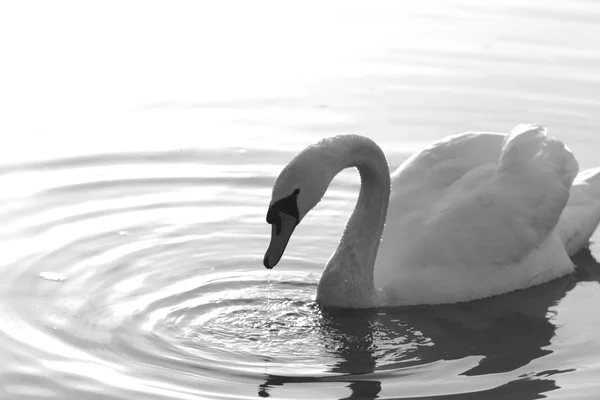 Swan elegance — Stock Photo, Image
