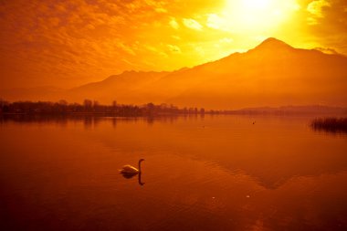 Swan & sunset clipart