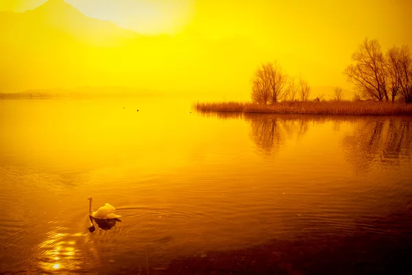 Cisne & pôr do sol — Fotografia de Stock
