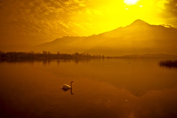 Kuğu ve günbatımı — Stok fotoğraf