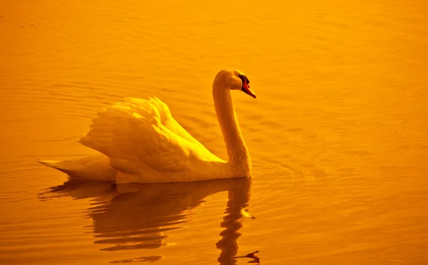Swan & sunset — Stock Photo, Image