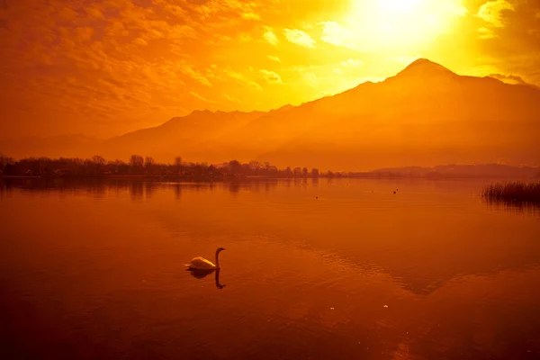 Swan & zonsondergang — Stockfoto