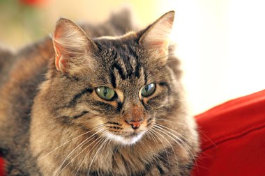 kedi duruşu