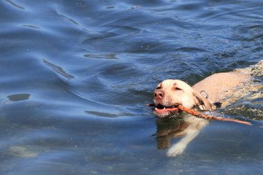 Köpekler tutum