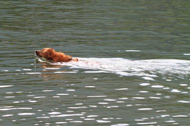 Köpekler tutum