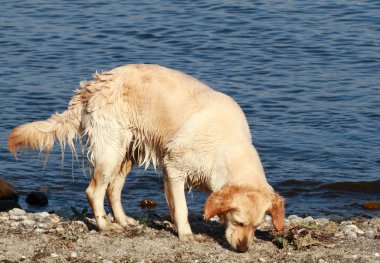 Köpekler tutum