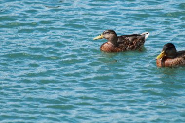 Duck attitude