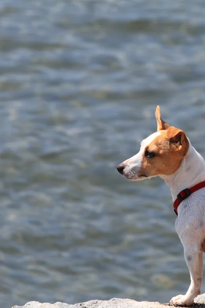 stock image Dogs attitude