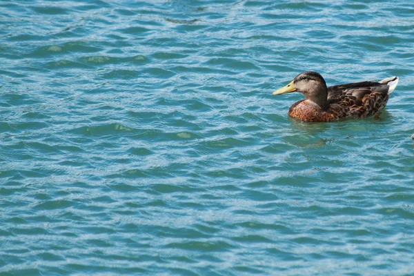 Duck attitude