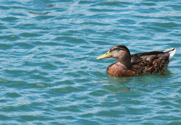 Duck attitude