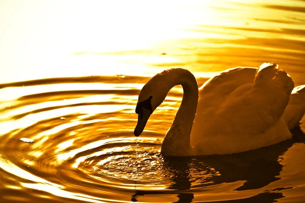 Swan & sunset — Stockfoto