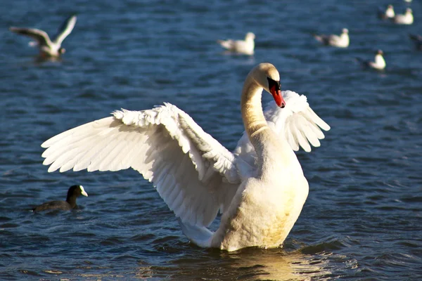 Swan idealna jezioro Como — Zdjęcie stockowe