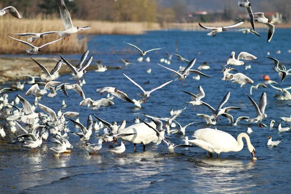 stock image Swans & seagulls