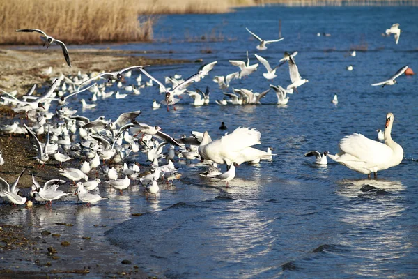 stock image Swans & seagulls