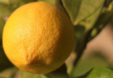 lezzetli İtalyan limon