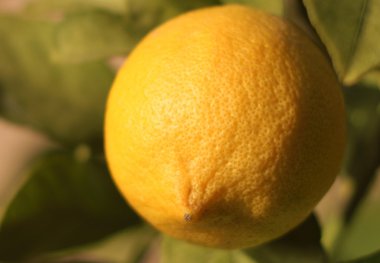 lezzetli İtalyan limon