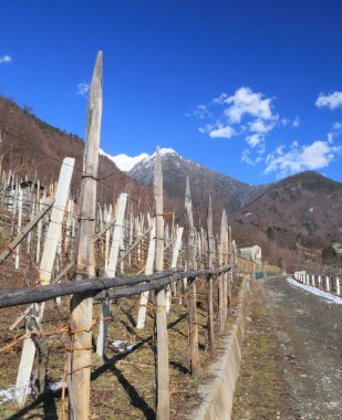 Valtellina (Kuzey İtalya üzüm bağları)