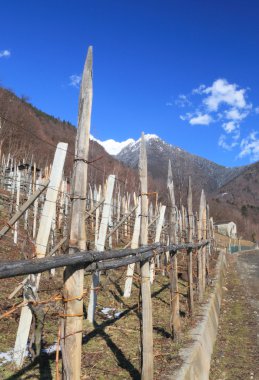 Valtellina (Kuzey İtalya üzüm bağları)