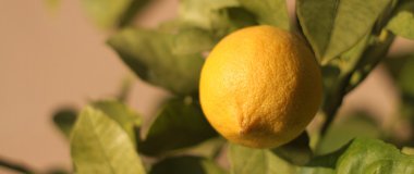 lezzetli İtalyan limon