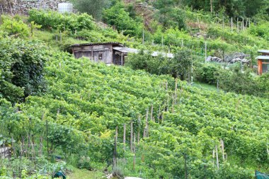 Valtellina (Kuzey İtalya üzüm bağları)