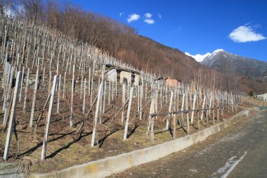 Valtellina (Kuzey İtalya üzüm bağları)