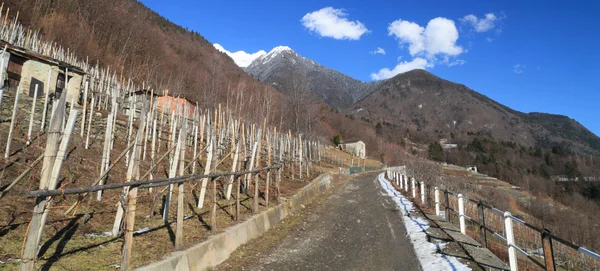 Szőlőültetvények Valtellina (Észak-Olaszország) — Stock Fotó
