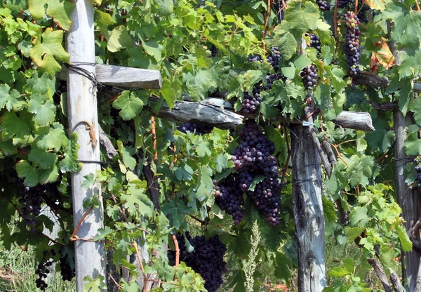 Wijngaarden in Valtellina (Noord-Italië) — Stockfoto