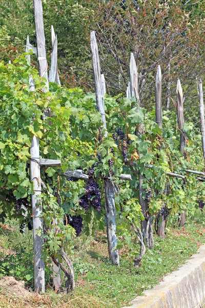 Vineyards in Valtellina (northern Italy) — Stock Photo, Image