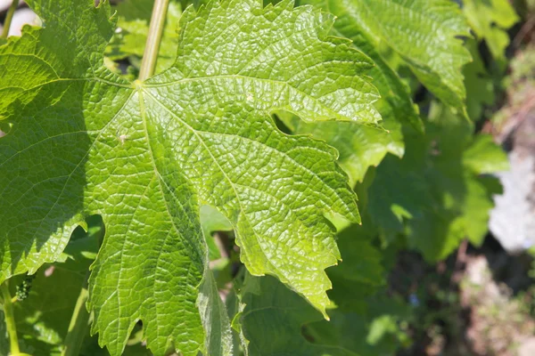 Виноградники Вальтеллины (северная Италия) ) — стоковое фото