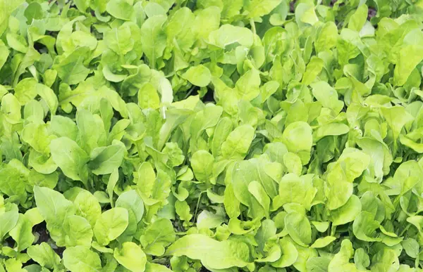 stock image Green salad