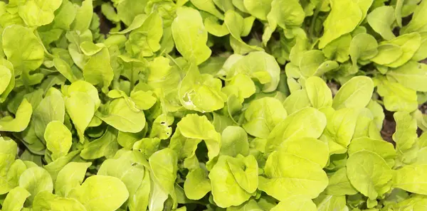 stock image Green salad