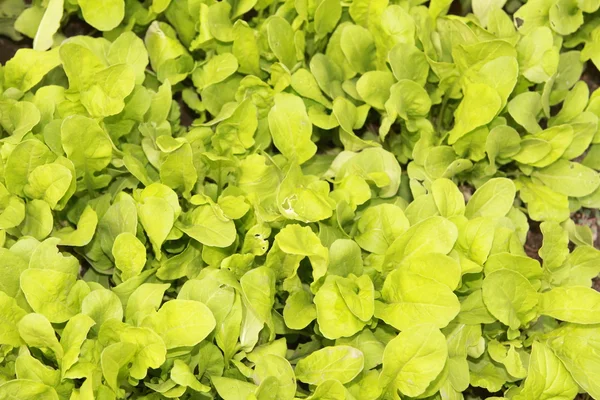 stock image Green salad