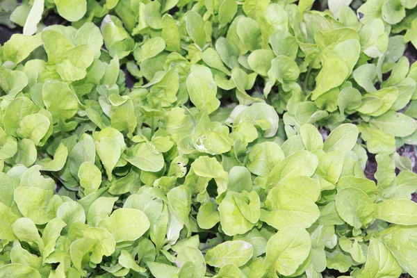 stock image Green salad