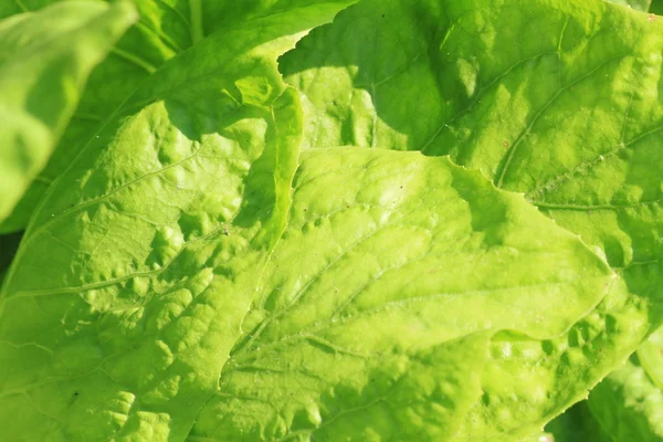 Stock image Green salad