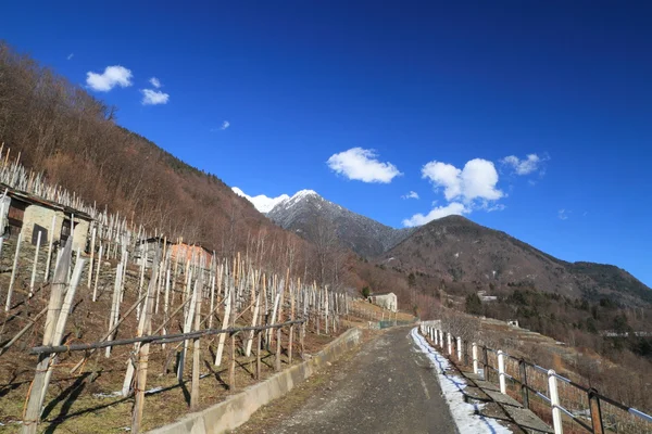Vinhas em Valtellina (norte da Itália) ) — Fotografia de Stock
