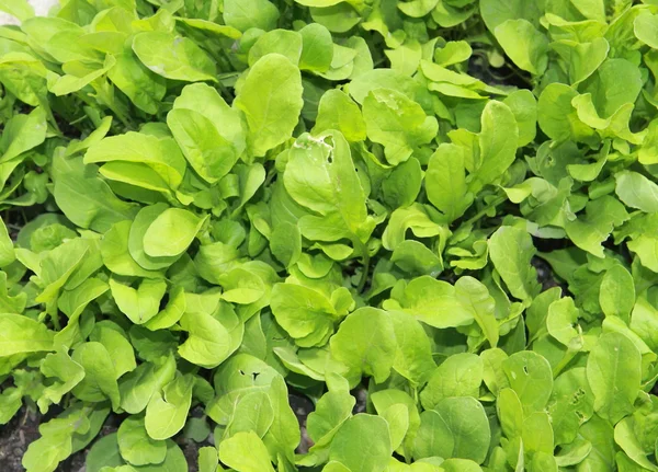 stock image Green salad