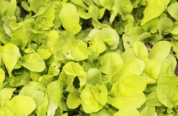 stock image Green salad