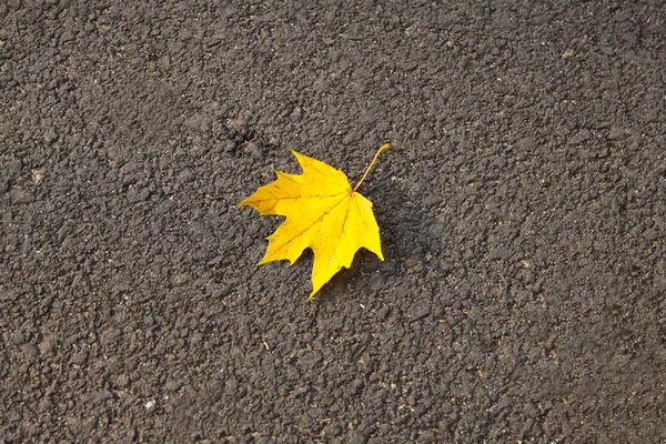 stock image Autumn - One yellow leaf on the street