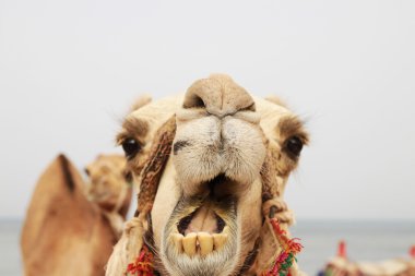 Portrait of a camel clipart