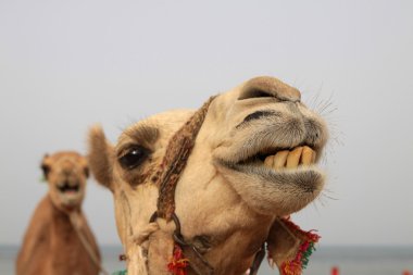 dromedary deve