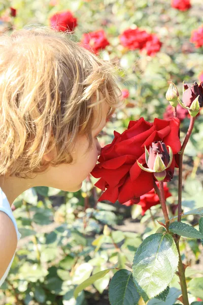 Menina cheirando uma grande rosa vermelha — Fotografia de Stock