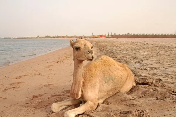 Small camel on the beach — Stock Photo, Image