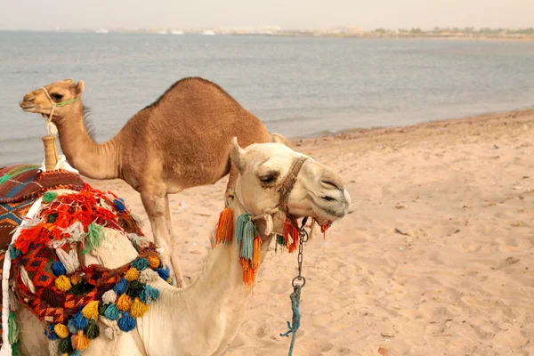 dromedary deve