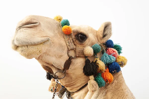 Portrait of a camel — Stock Photo, Image